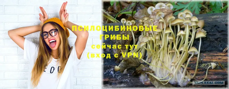 Галлюциногенные грибы Psilocybe  купить наркотики цена  Армавир 